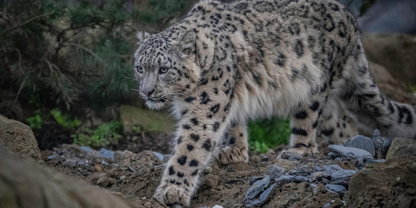 Chester Zoo snow leopard habitat