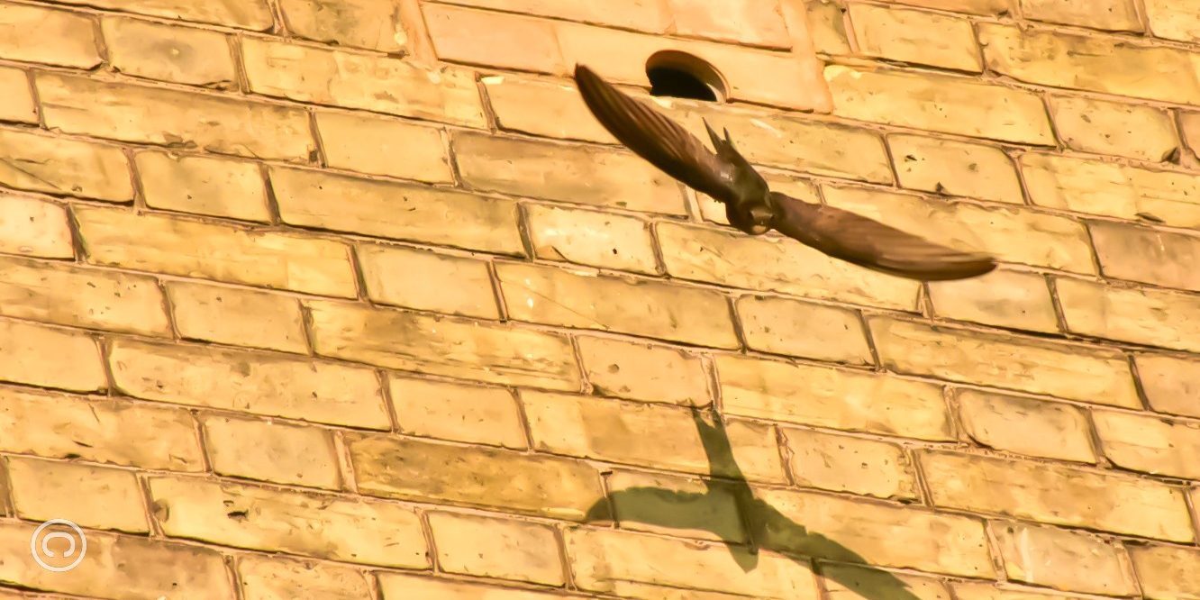 Swift flying out of a bird box in brick wall