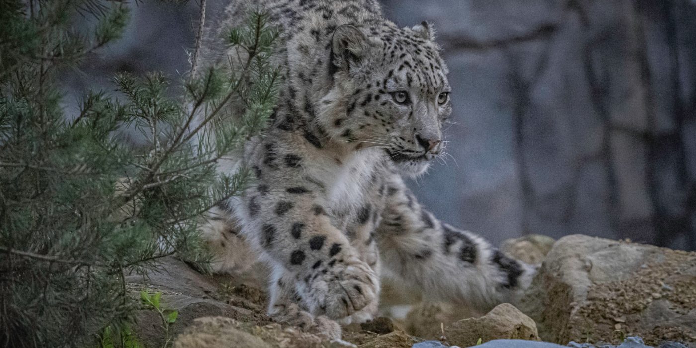 Snow leopard at Chester Zoo