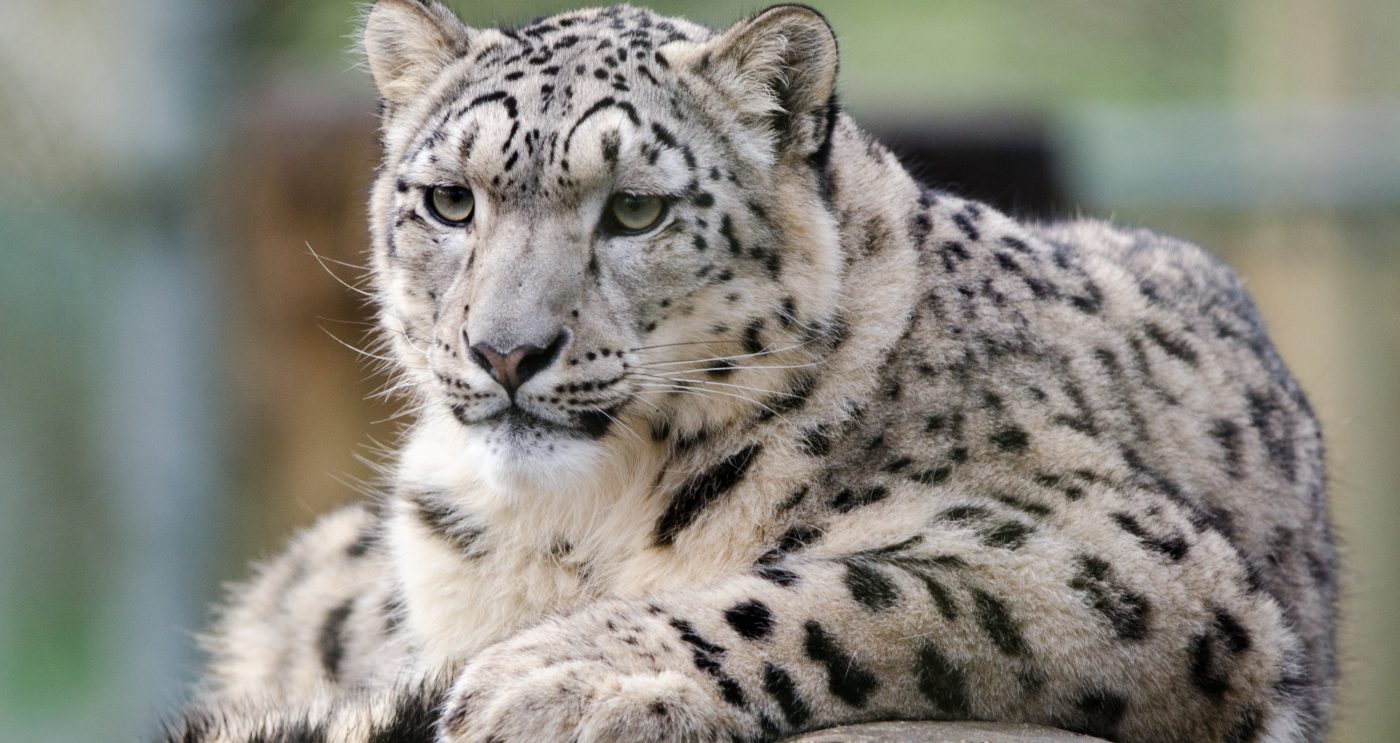Endangered snow leopard