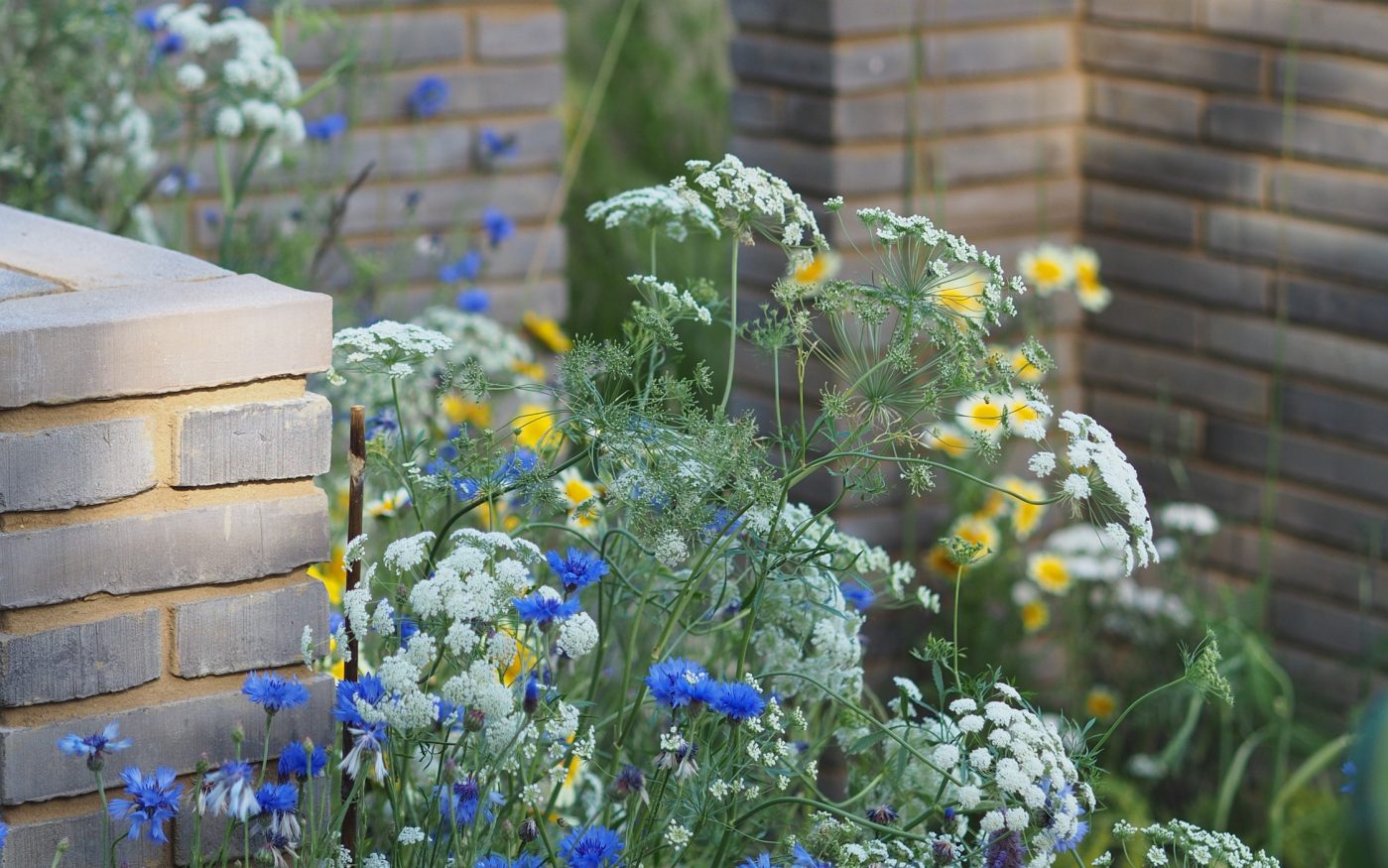 Blue, yellow and white wildflowers
