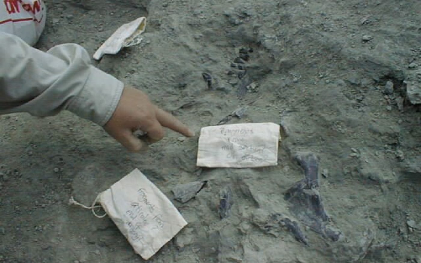 In-situ skill bones found in the ground