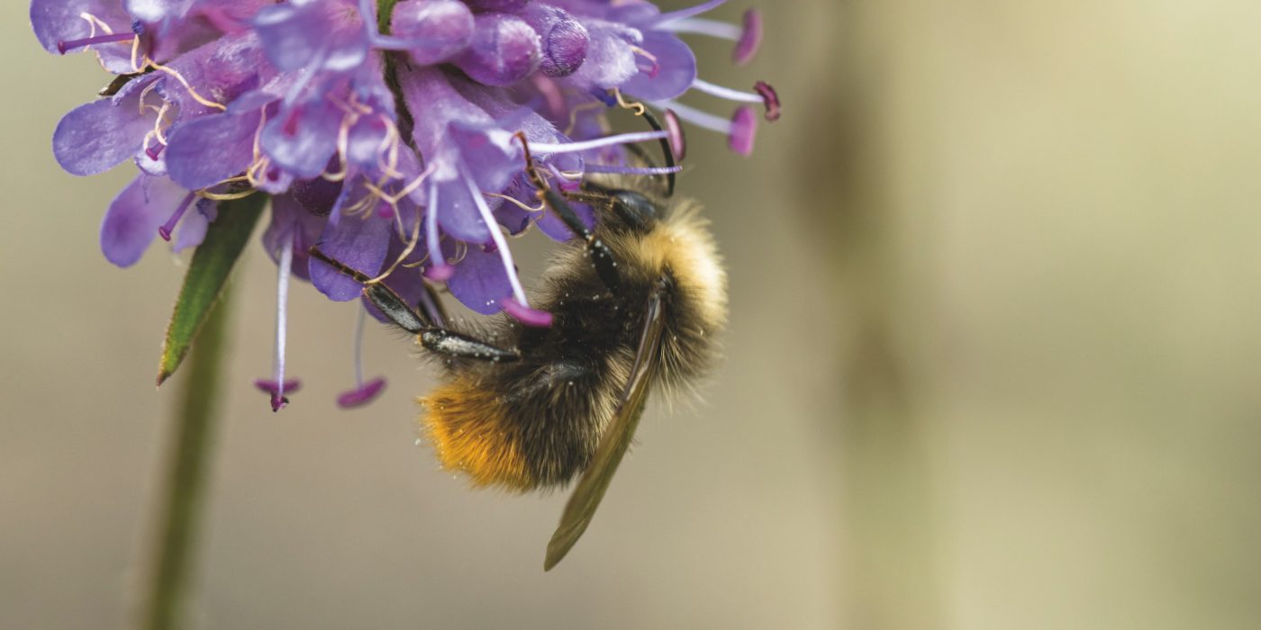 Early Bumblebee or early-nesting bumblebee, Bombus pratorum, male sitting on devils bit scabious, Succisa pratensis, in Norway, Europe