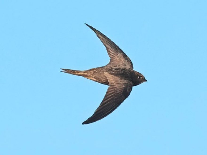 A Swift bird flying in the air.