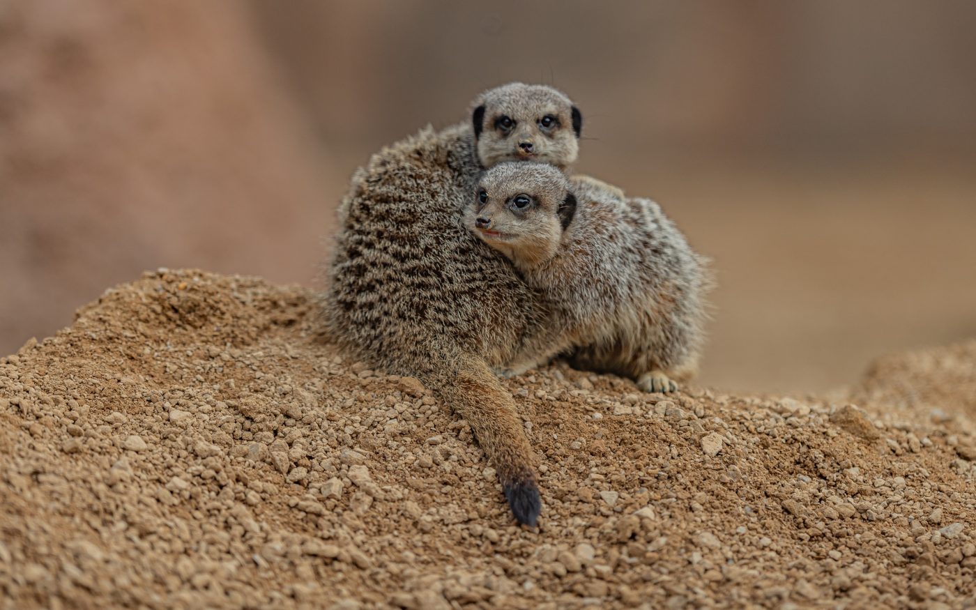 Chester Zoo: Heart of Africa