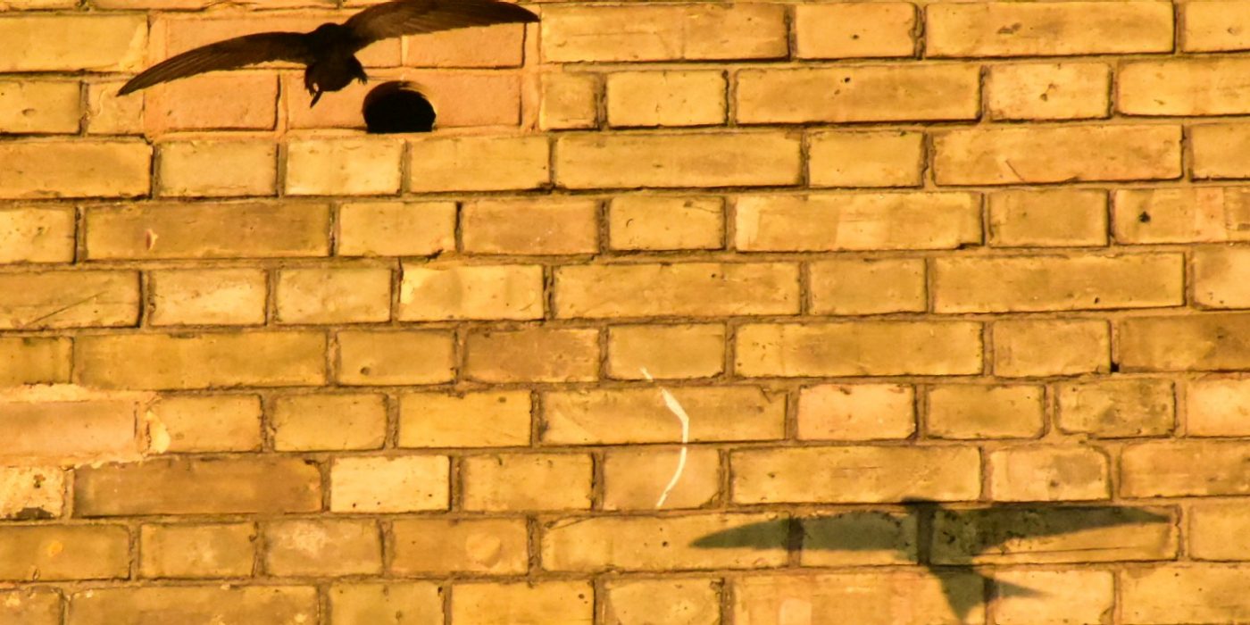 Bird flying up to a aco brick