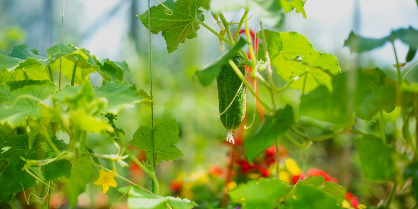 Homegrown climbing plants