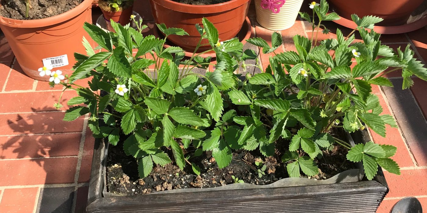 Homegrown organic vegetables in a planter