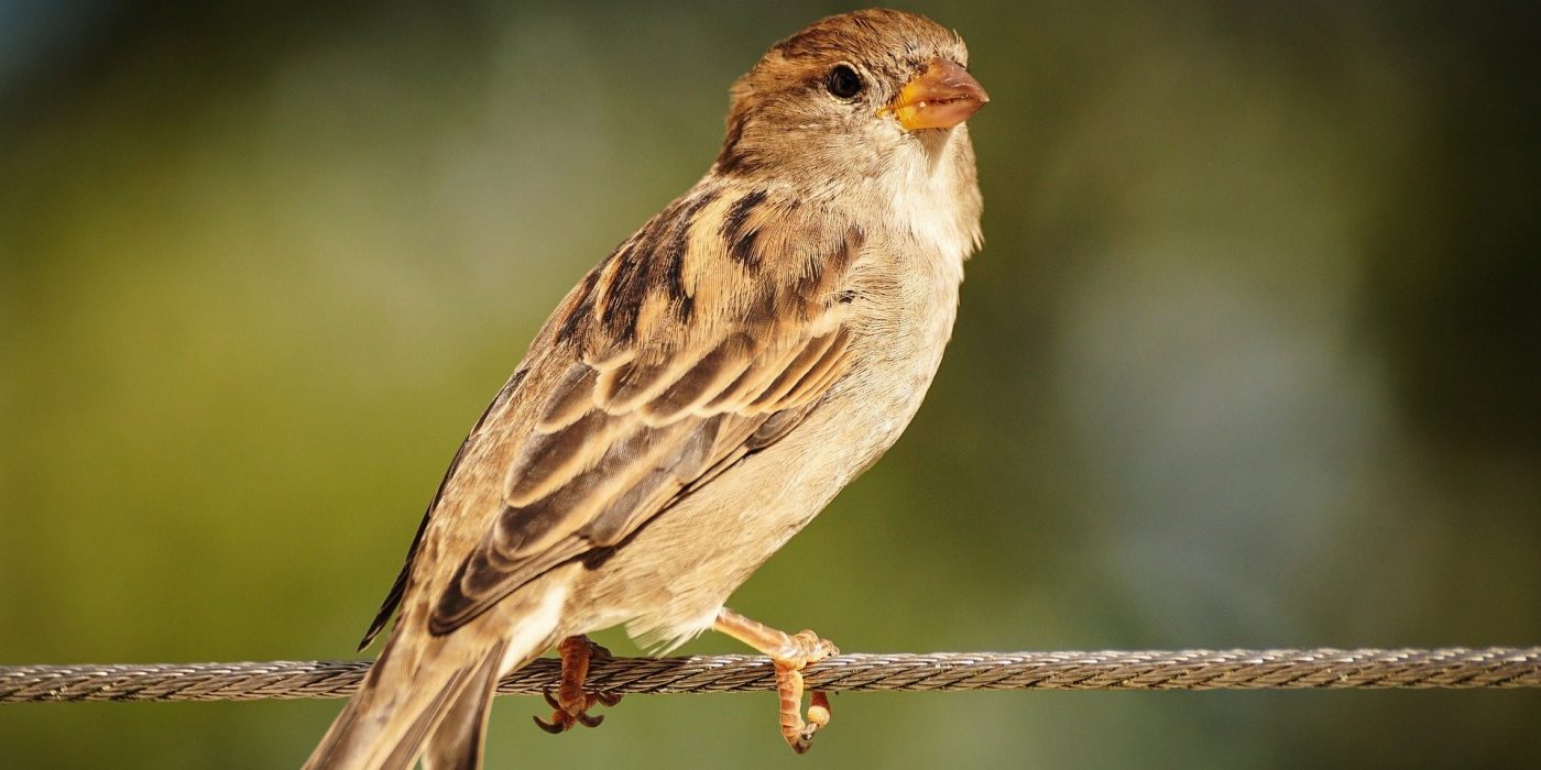 Sparrow perched on a wire
