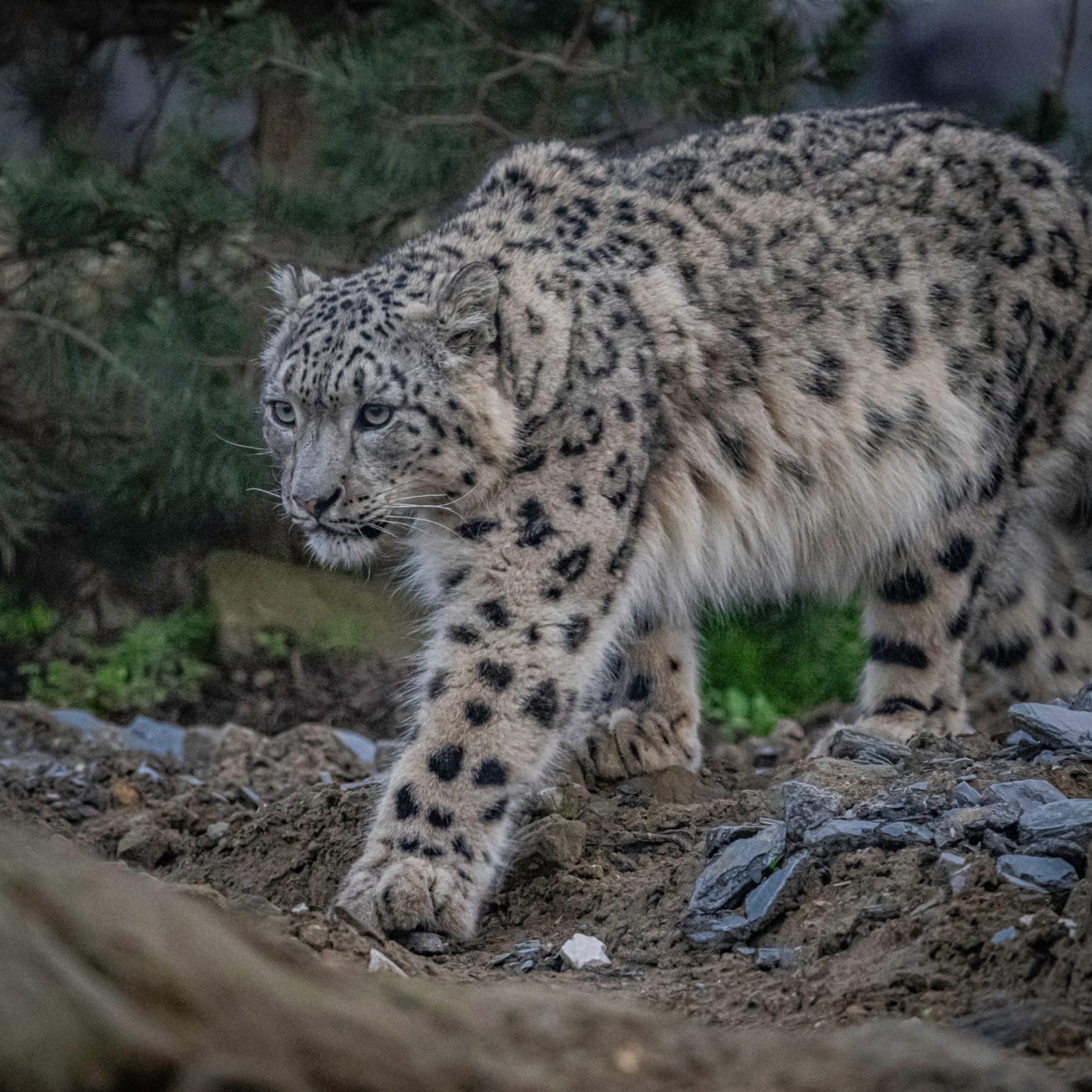 snow leopard at chester zoo in habitat