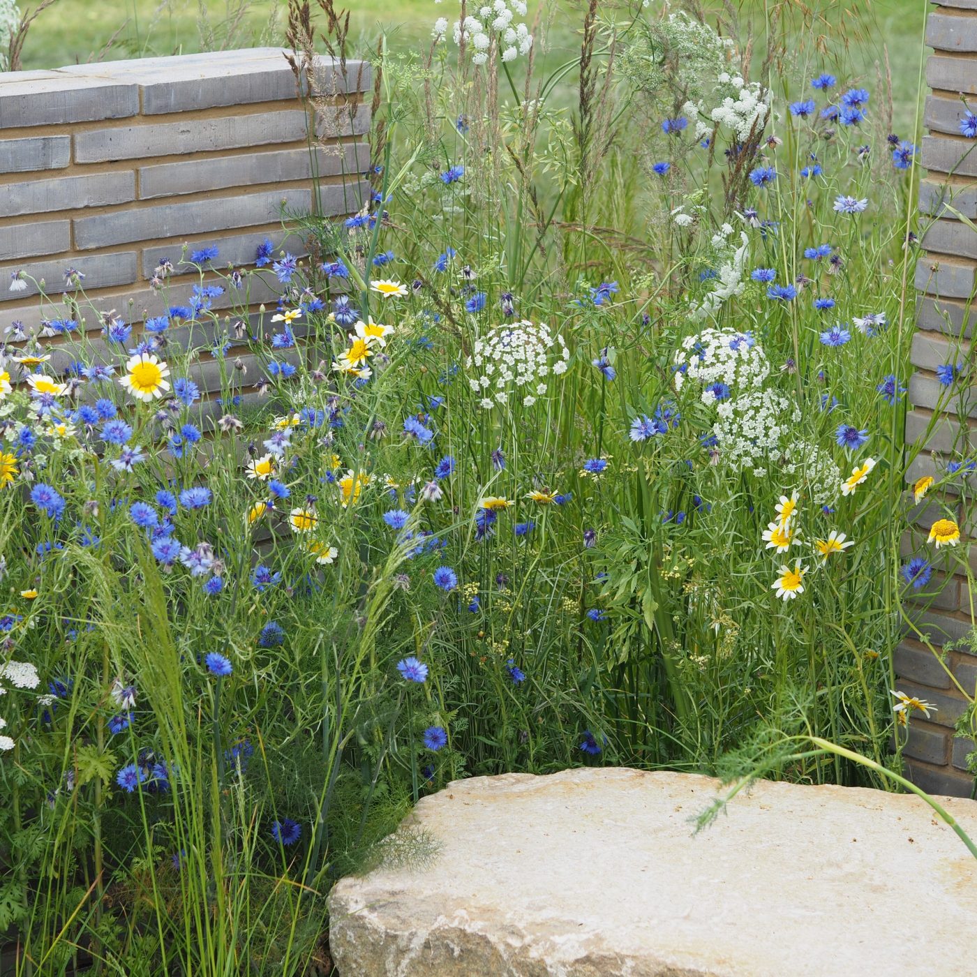 Beautiful brightly coloured flowers and wild plants