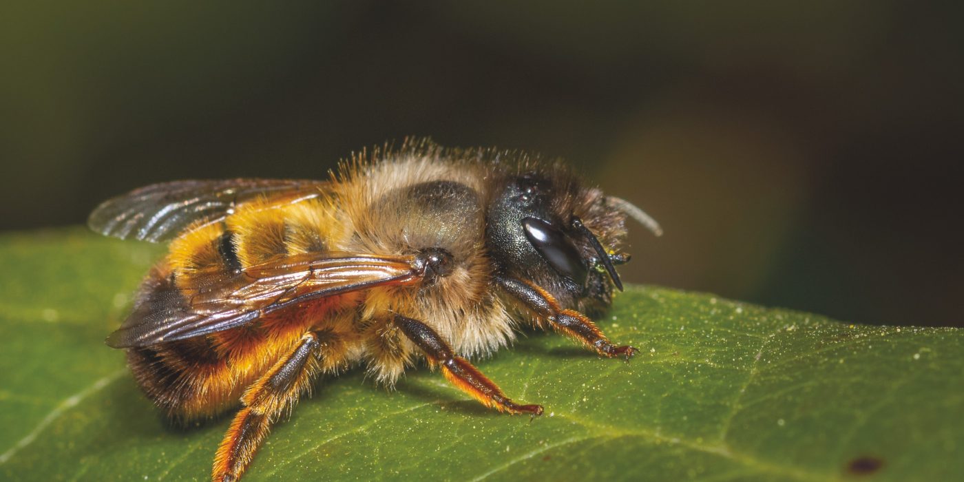 Bumble bee on a green leaf