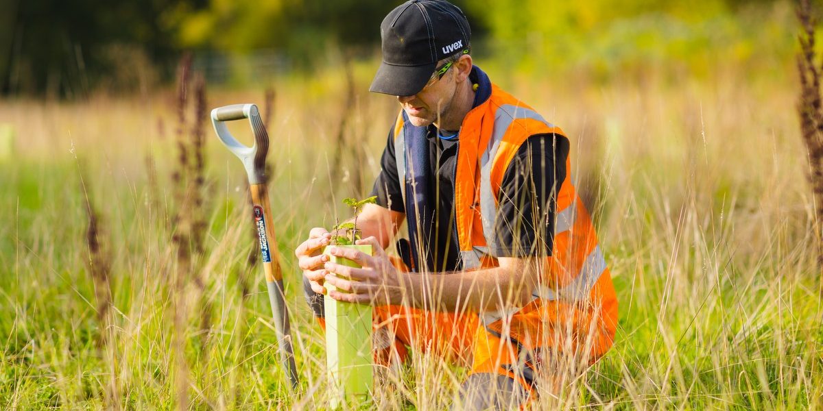 Man in field planting a tree