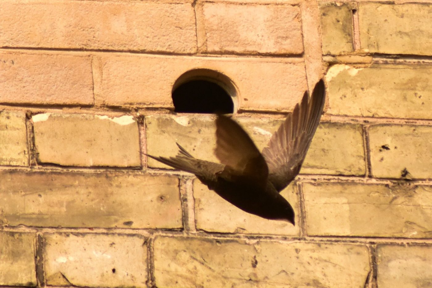 Swift flying into bird box