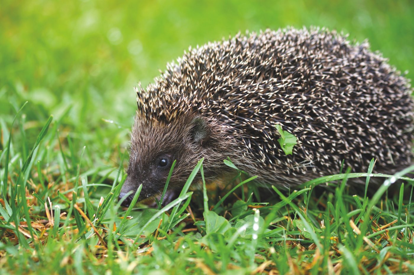 British hedgehog in grass