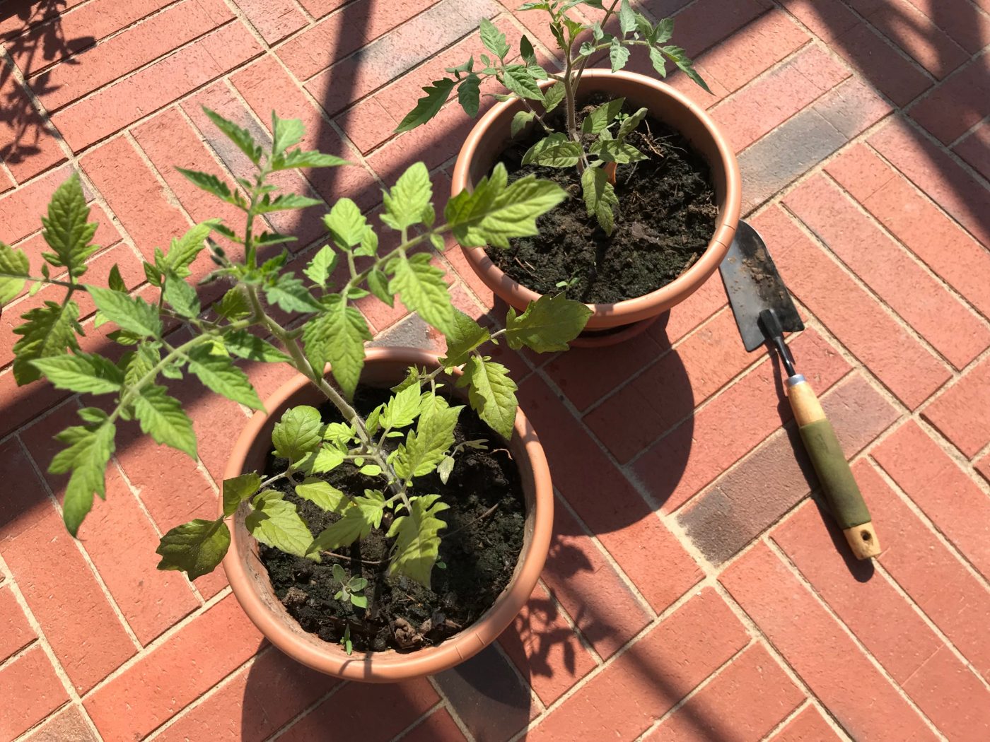 Greenhouse pavement is made of Penter pavers in format 250x60x52 from Aseri plant (Estonia)
