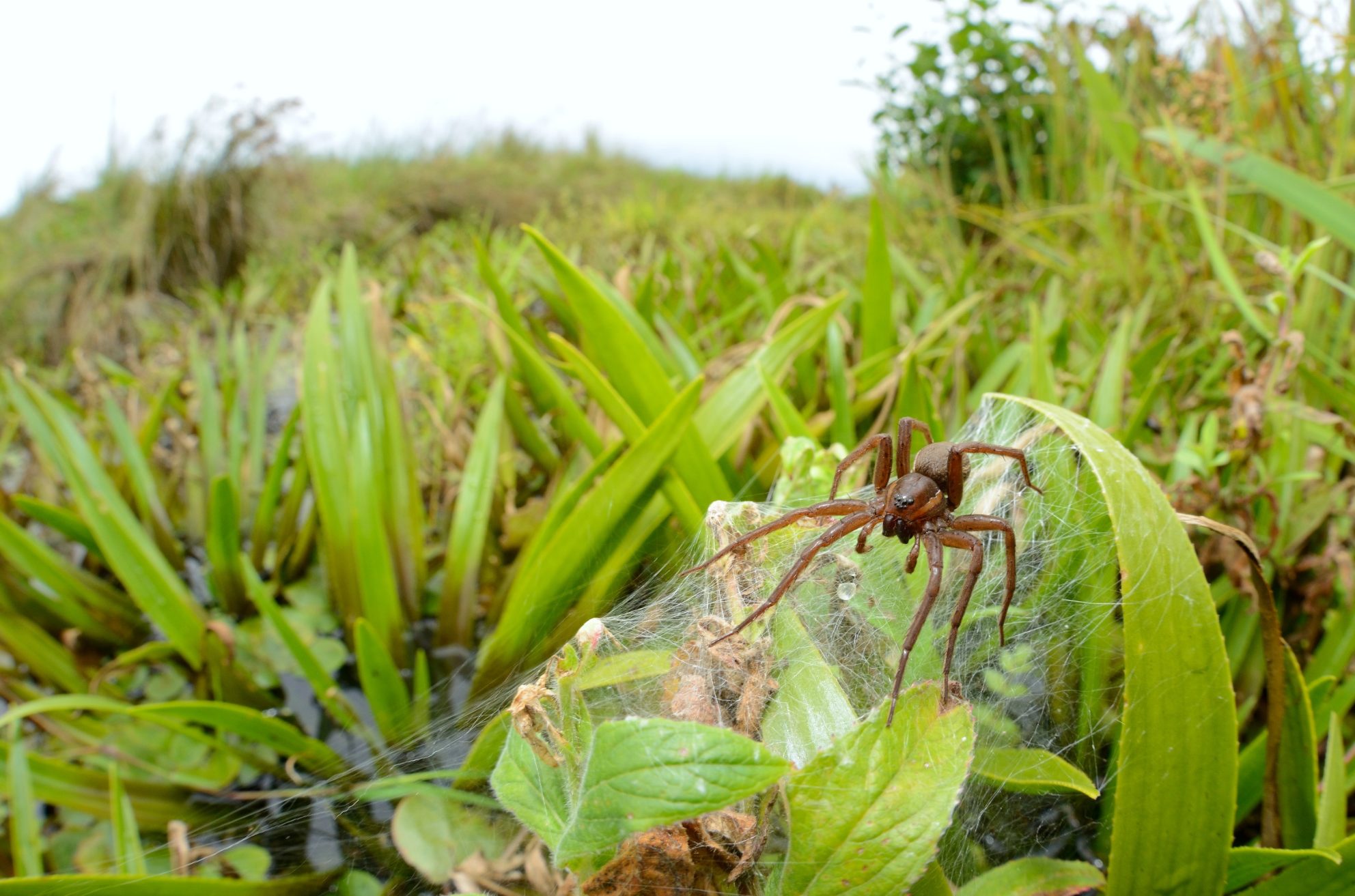Spider Conservation New partnership with Chester Zoo to save vital UK species | wienerberger UK