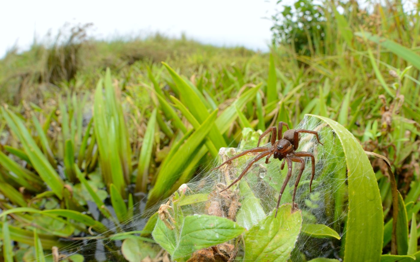 Fen Raft Spider on tall plant outside