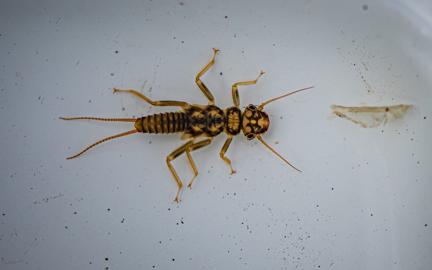 Endangered insect at Chester Zoo
