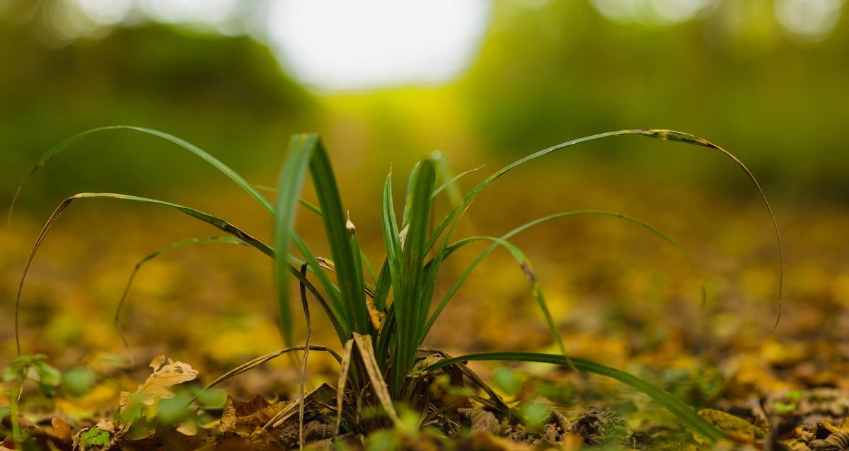 Small green plant coming out of the ground