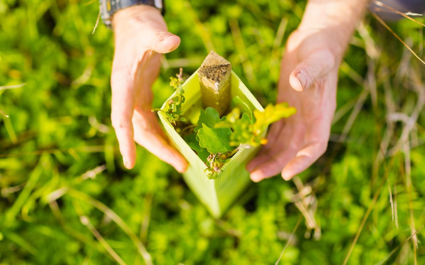 Two hands planting a tree