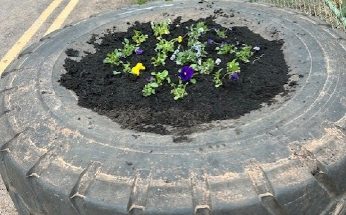 Large tire repurposed as a plant pot