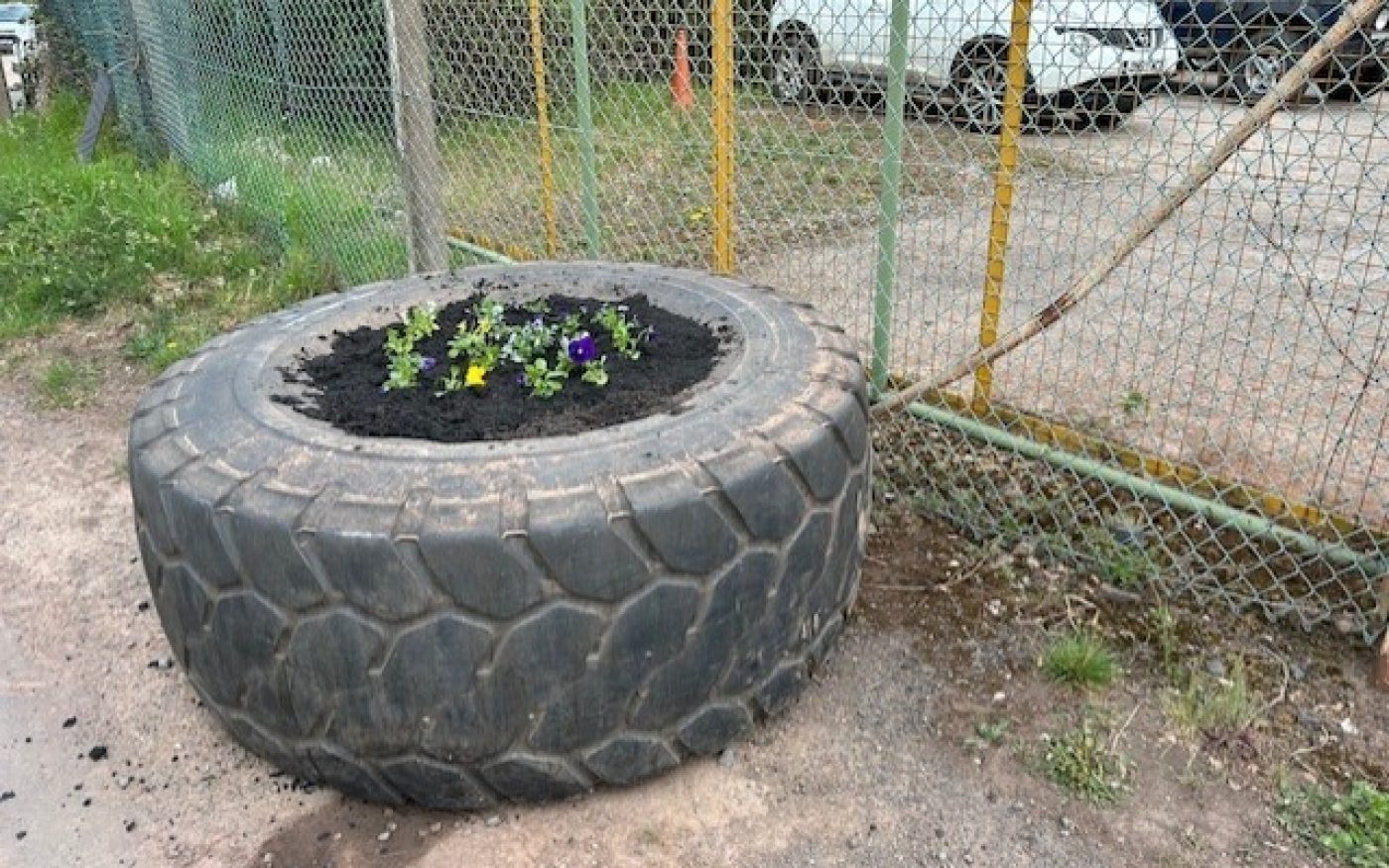 Large tire with plants inside it