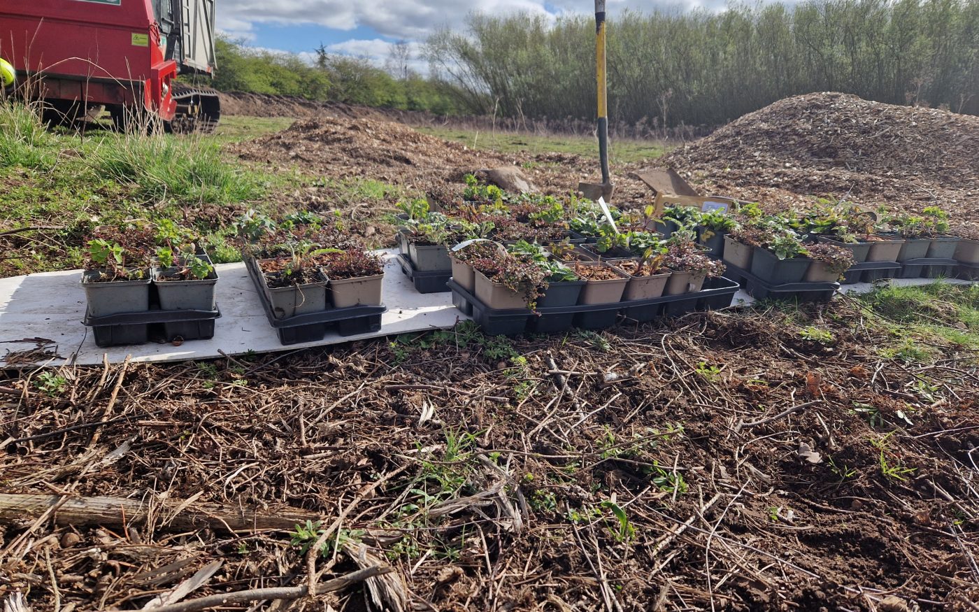 row of small plants ready to be planted
