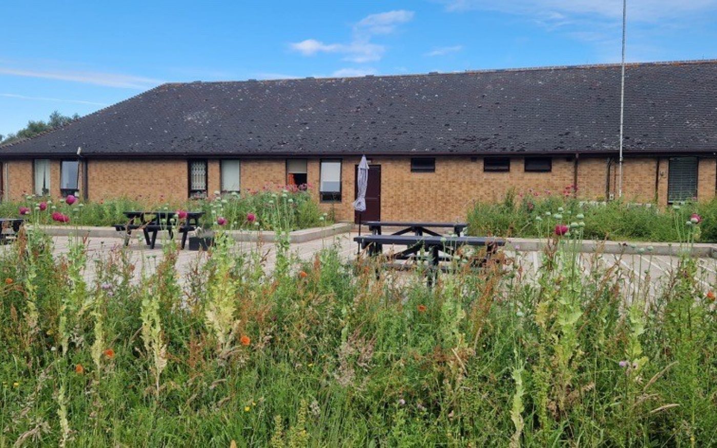 wildflowers surrounding communal seating area