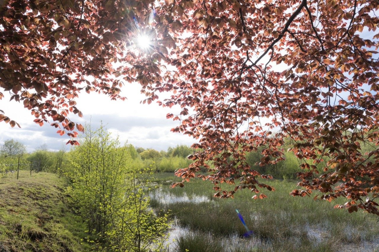 Recultivation of clay pit in Beerse