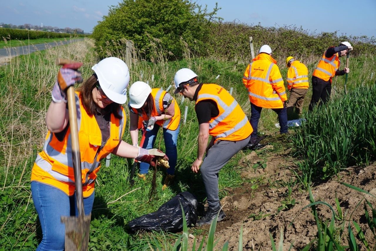 Volunteers planting wildflower meadow