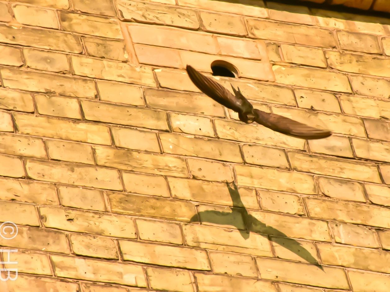 Bird flying out of integrated bird box