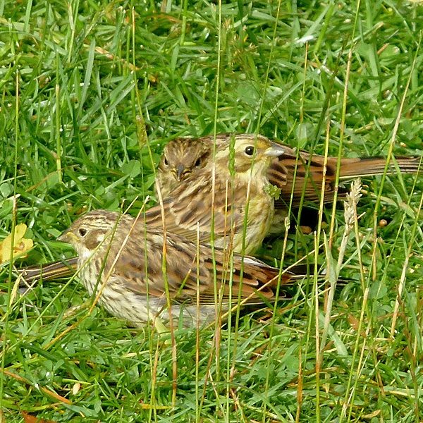 Two yellow hammer birds stood in tall grass