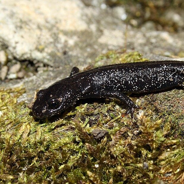 Black sand lizard led on a mossy rock