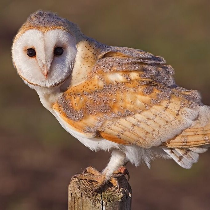 A Barn Owl stood on a wooden post