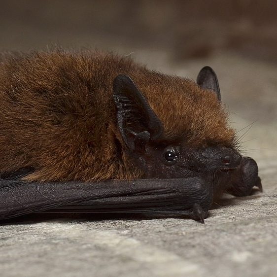 Brown small bat led down