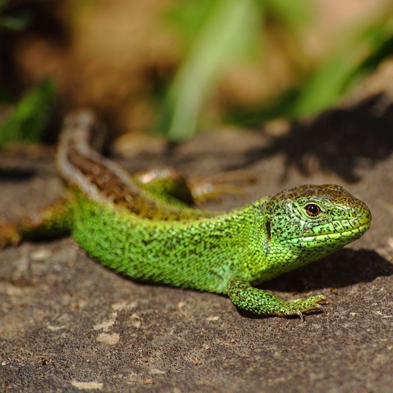 Bright green little lizard on a brown stone