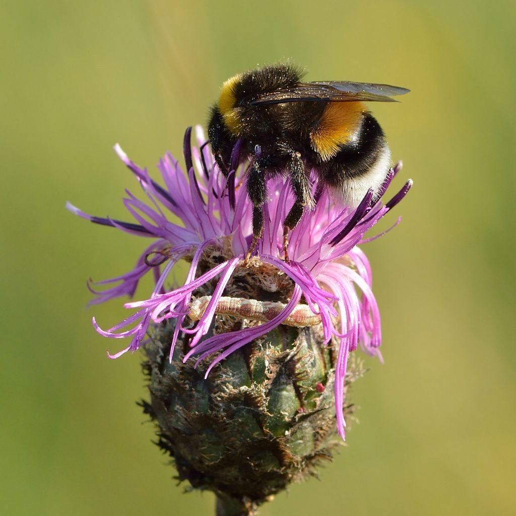 Bumblebee feeds on purple flower