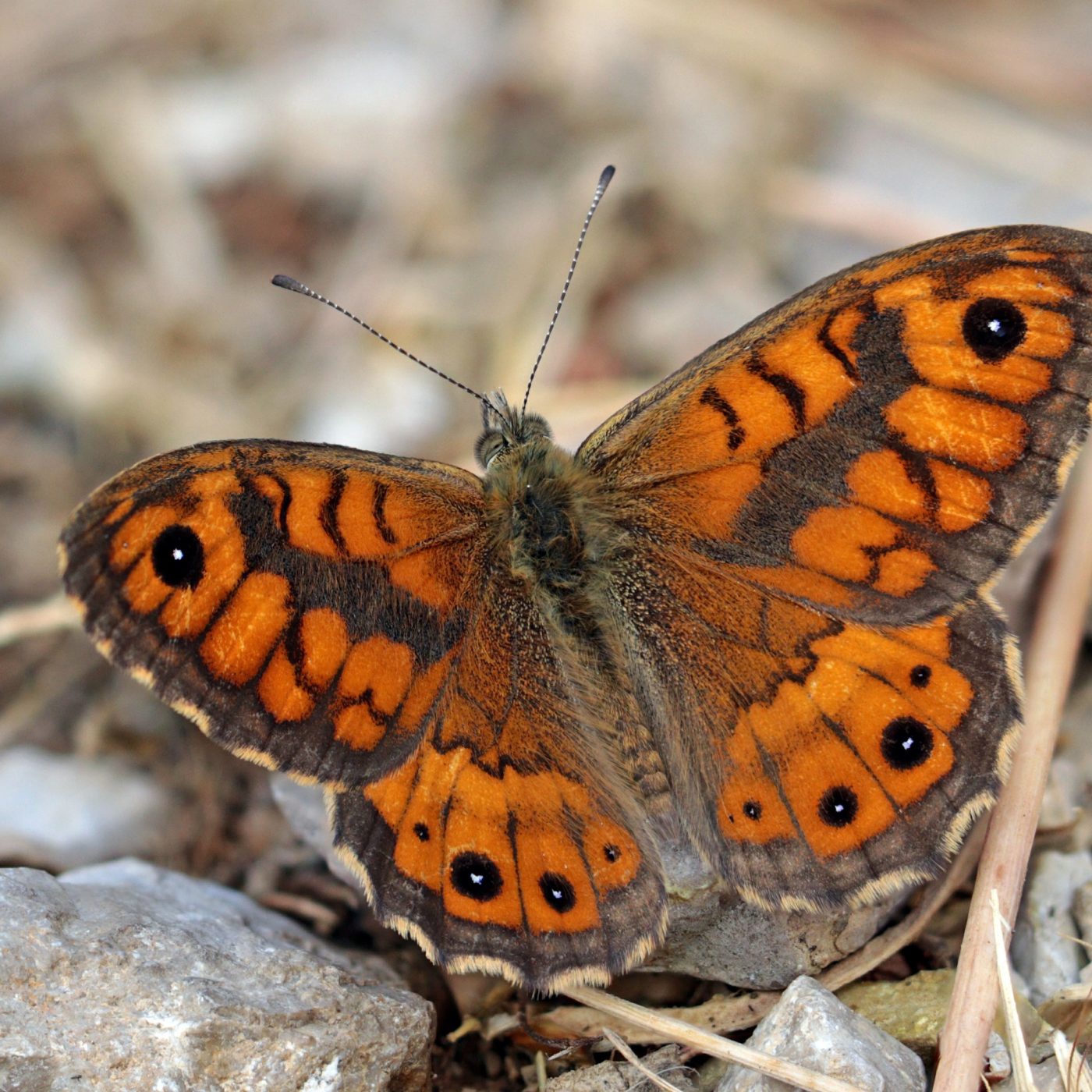 Wall brown butterfly