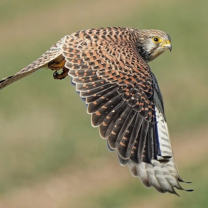 Tawny owl in mid-flight at night