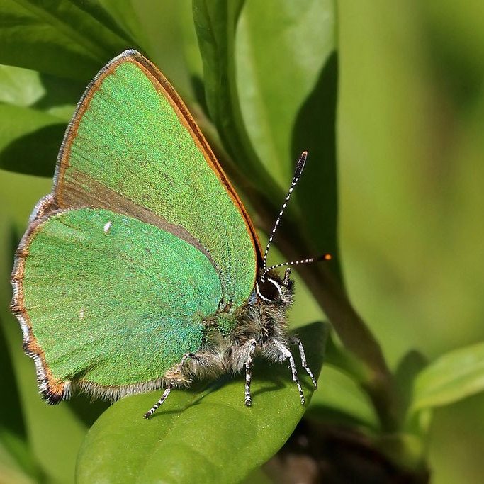 Woodpecker lying on the ground