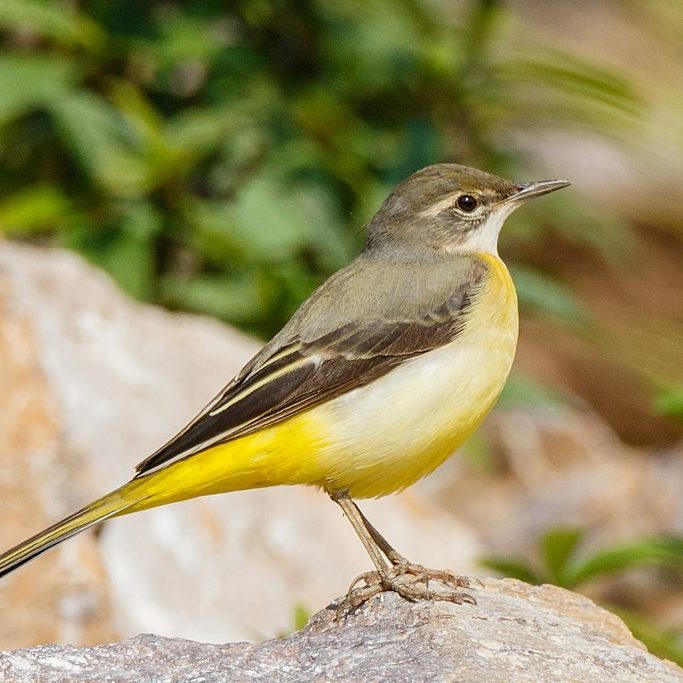 Peregrine falcon sitting
