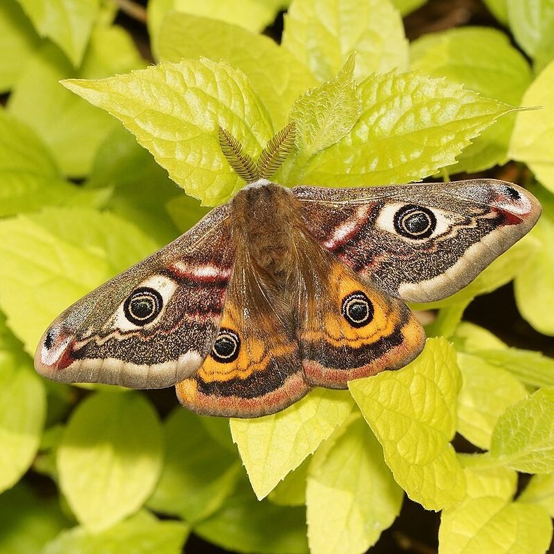 Song thrush perched on tree stump