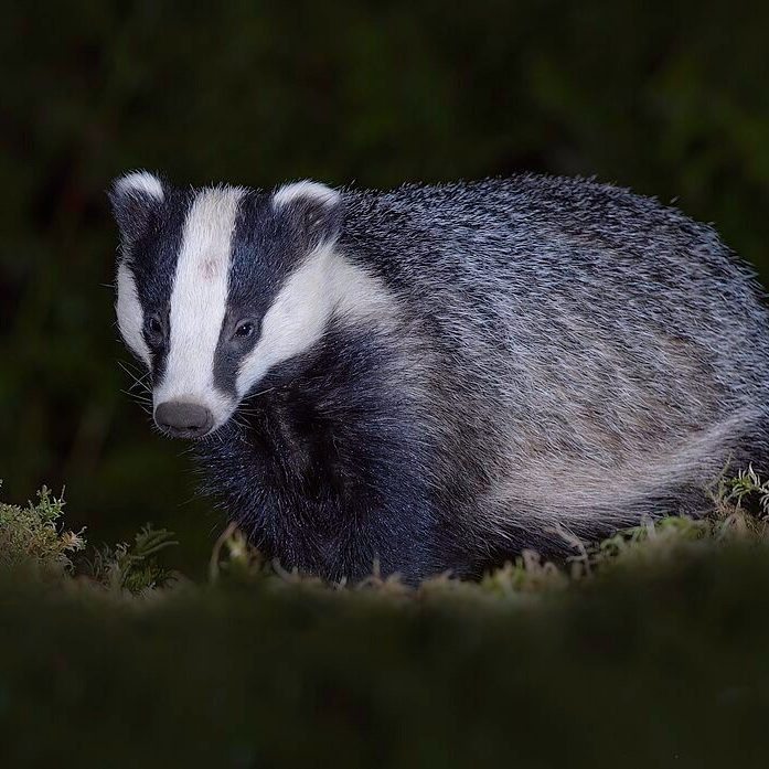 Water vole at edge of water