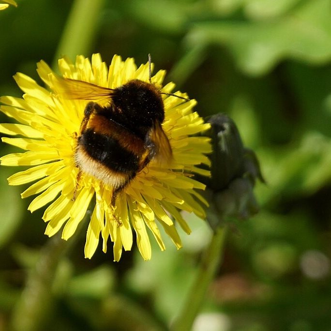 Pipistrelle bat in mid-flight