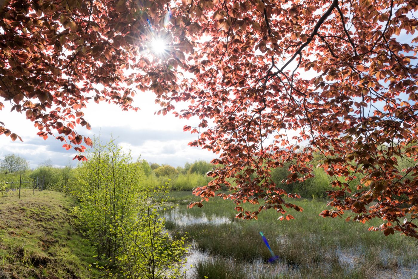 Rewilding of abandoned clay pits | Wienerberger production plant Beerse