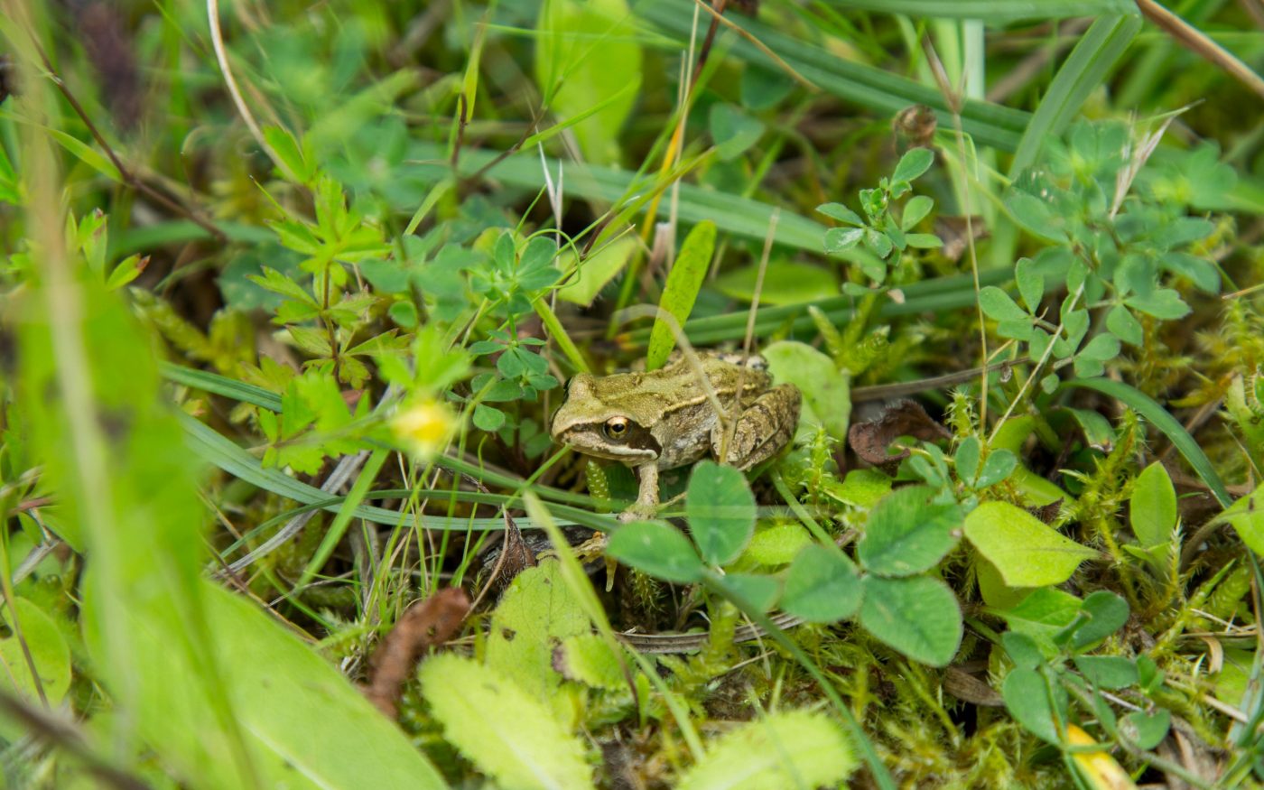 Frog in grass at factory site