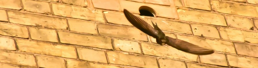 Tall stacks of brick pallets with sunlight shining through trees
