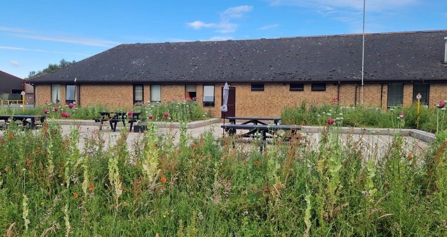 Wildflower meadow outside factory site building
