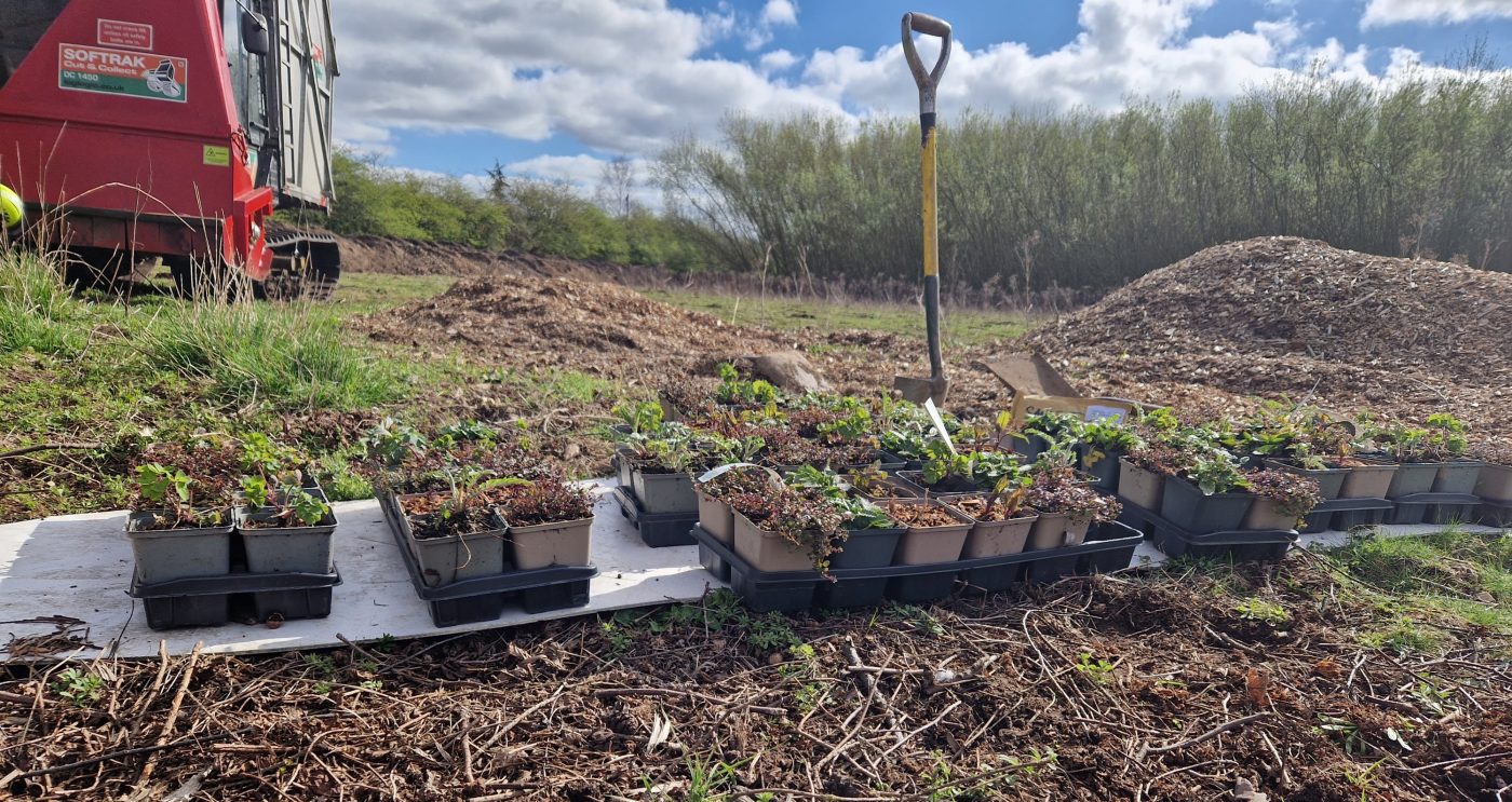 Wildflower Meadow being planted at Sandtoft